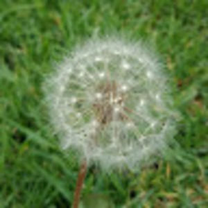 Meet your Posher, Eliza